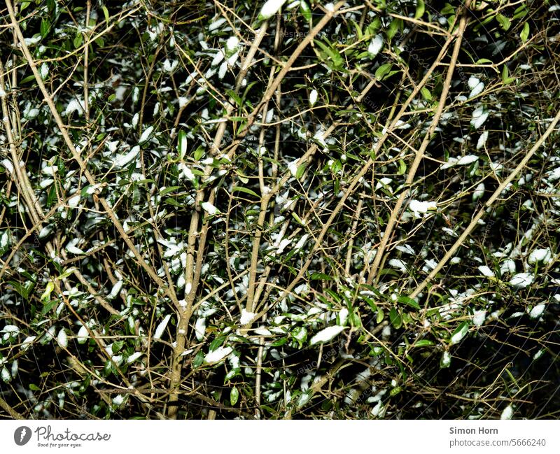 In dichtem Gebüsch liegt vereinzelt Schnee Äste Äste und Zweige Schneereste Geäst verzweigt kalt Nacht Muster abstrakt Winter Umwelt Schneefelder Schneepunkte