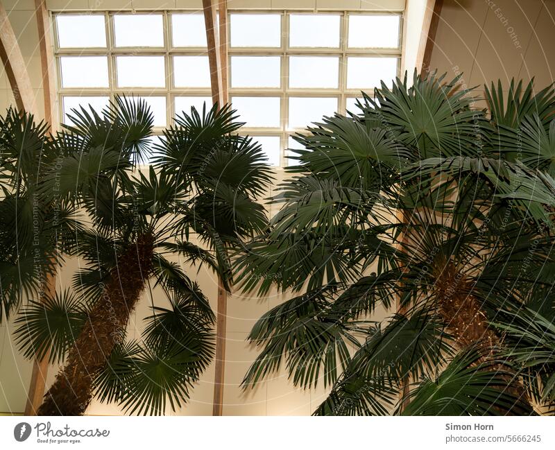 Palmen unter einem Oberlicht in einem Einkaufszentrum Lichtöffnung Fensterfläche Dachfenster exotisch Stimmung außergewöhnlich einkaufen Ambiente