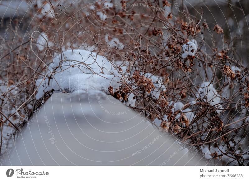 Gestrüpp an einem Brückengeländer Pflanze trocken Natur Sträucher Umwelt braun natürlich Unschärfe Schnee kalt kalte jahreszeit Winter Frost Eis weiß gefroren