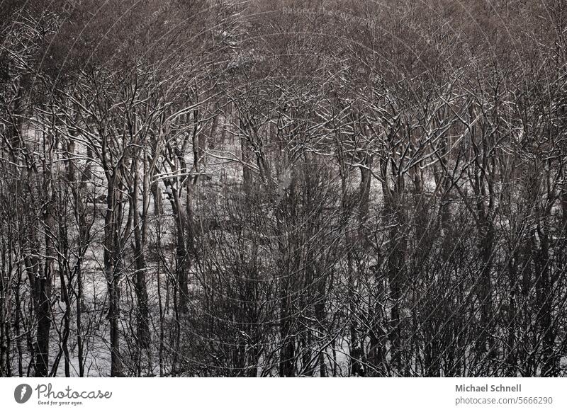 Schneewald Bäume Winter kalt Natur Wald weiß Frost Landschaft Baum Winterstimmung Winterwald Wintertag