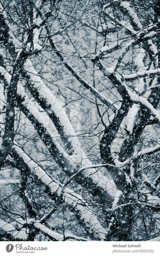 Starker Schneefall Schneeflocke Winter kalt Außenaufnahme Baum Farbfoto Winterstimmung Wetter Menschenleer schneeflöckchen Schneeschicht schneebedeckt Natur