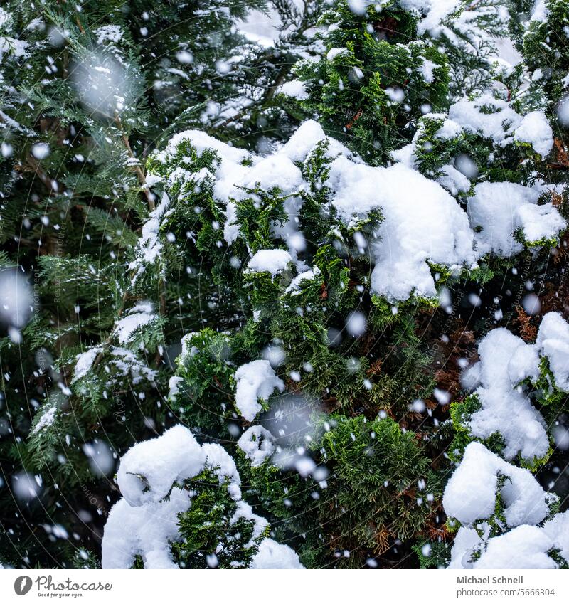 Schnee, Schneefall und Schneebedeckung Schneeflocke Winter kalt Außenaufnahme Baum Farbfoto Winterstimmung Wetter Menschenleer schneeflöckchen weiß und grün