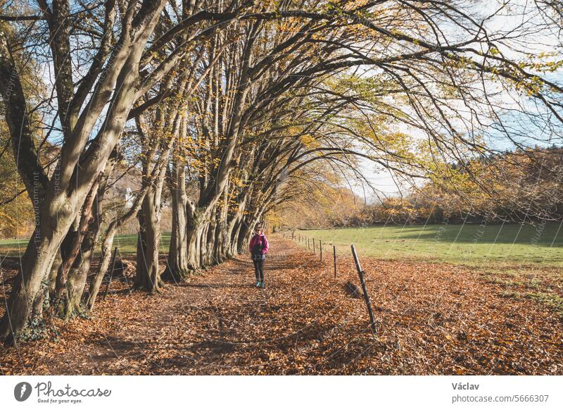 Wanderer geht durch einen Wald in der Nähe der Stadt Dinant in der Provinz Namur, Belgien. Farbenfroher Oktober und November in der belgischen Landschaft. Die Vielfalt einer atemberaubenden Natur