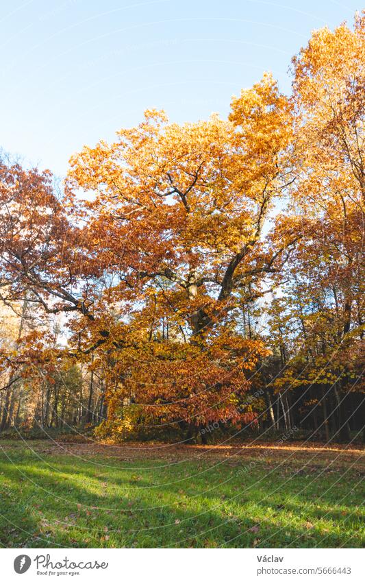 Farbenfroher Herbstwald im Nationalpark Brabantse Wouden. Farbe im Oktober und November in der belgischen Landschaft. Die Vielfalt der atemberaubenden Natur