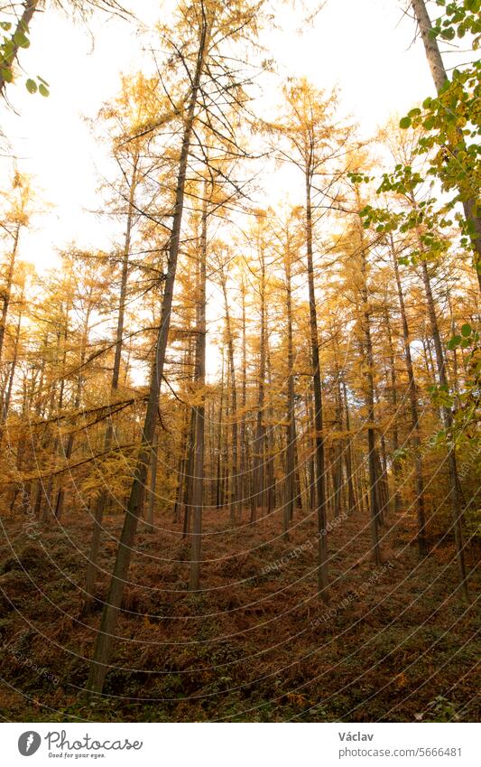 Farbenfroher Herbstwald im Nationalpark Brabantse Wouden. Farbe im Oktober und November in der belgischen Landschaft. Die Vielfalt der atemberaubenden Natur