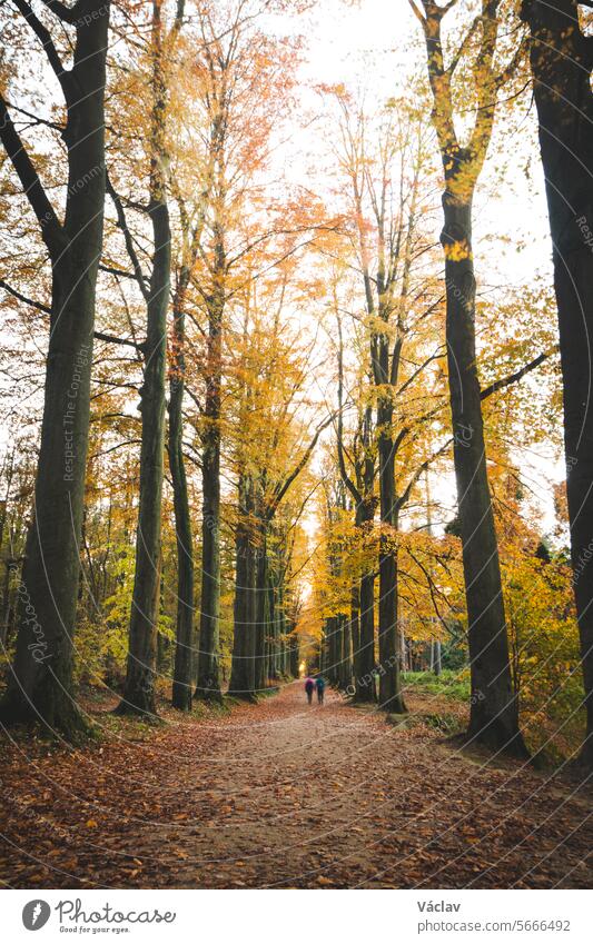 Spaziergang durch den bunten Herbstwald im Nationalpark Brabantse Wouden. Baumallee mit orangefarbenen Blättern im Sonian-Wald brabantse wouden Herbstfarben