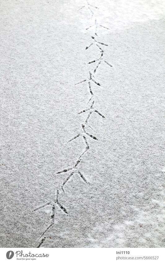 Spuren auf dem Eis Winter See zugefroren Tierspur Tierfüße Vogel Reiher Balance halten dünne Schneedecke Fährte Abdruck