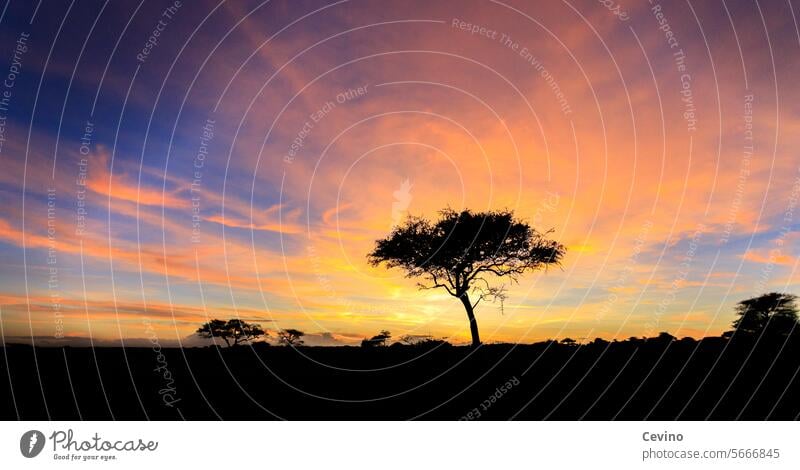 Steppe in Afrika zum Sonnenaufgang Wüste Morgenlicht Lichtstimmung Silhoutte Baum König der Löwen Natur Safari Morgenstimmung Erwachen Erwachen der Natur bunt
