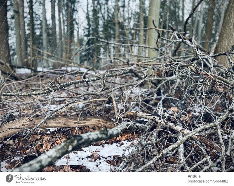 Weg damit! | Nein, lieber liegen lassen! | Totholz im Wald Winter Waldboden abgestorben Äste Zweige Bäume Zweige u. Äste Baum Wandel & Veränderung Lebensraum