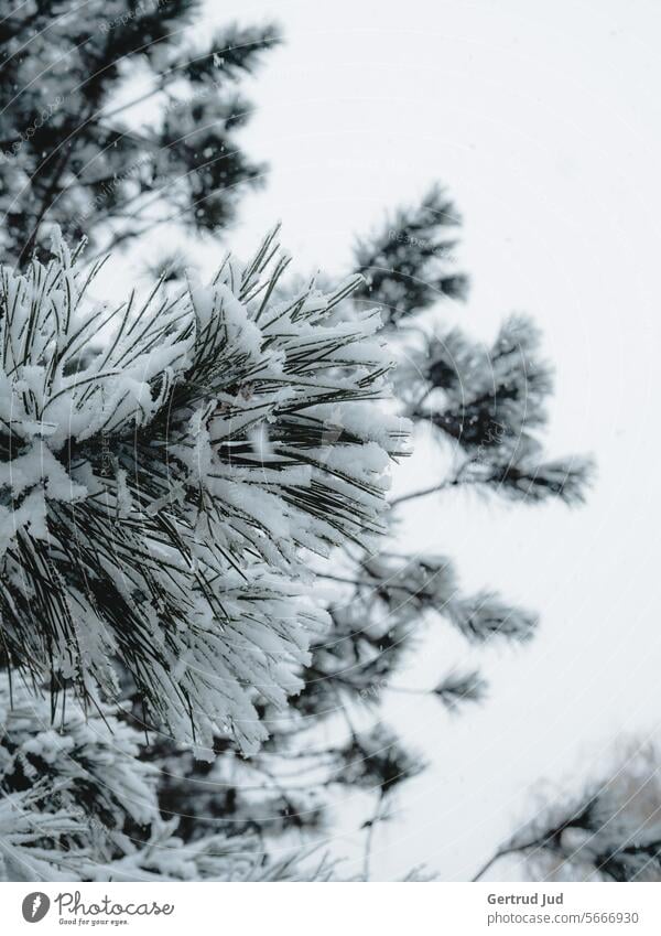 Pinienzweige im Schnee Blätter Winter kalte jahreszeit Natur natürlich Baum Winterlandschaft winterlich winterliche Stimmung winterliche Stille