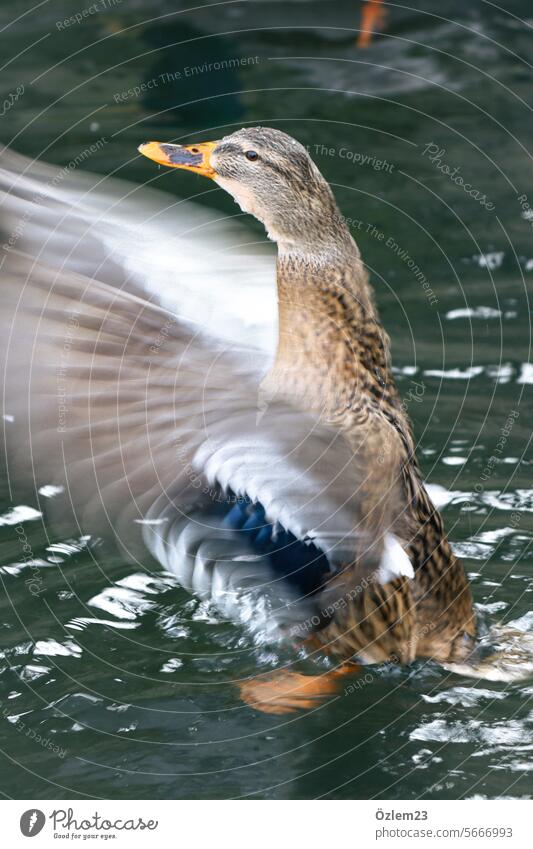 Ente mit Flügelschlag Farbfoto Natur Bewegung Bewegungsunschärfe Tier Teich Außenaufnahme