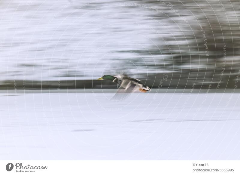 Rasende Ente auf Eis Flug fliegen verschwommen Vogel tierwelt Tierwelt Natur Flügel Außenaufnahme Streifen Stadtpark See eingefroren