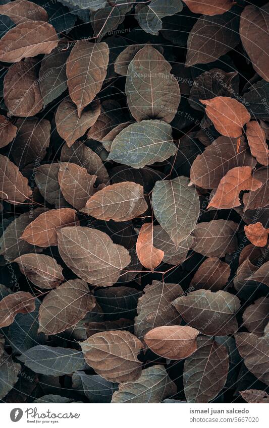 braune Pflanzenblätter im Garten in der Herbstzeit Blätter Blatt braune Blätter braunes Blatt brauner Hintergrund Japanischer Staudenknöterich