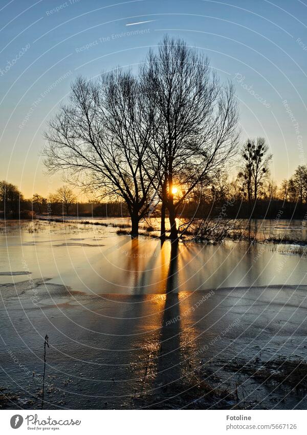 Unsere Wiesen im Drömling standen erst unter Wasser, dann kam der Frost. Auf das Eis zaubert die Morgensonne die Schatten und Silhouetten der Bäume. kalt Winter