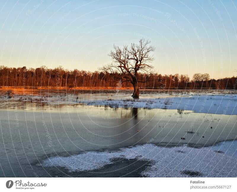 Ein kahler Baum steht auf einer überfluteten Wiese, die durch den Frost gefroren ist. Der Morgen bricht gerade an und verbreitet das warme Licht des Sonnenaufgangs.
