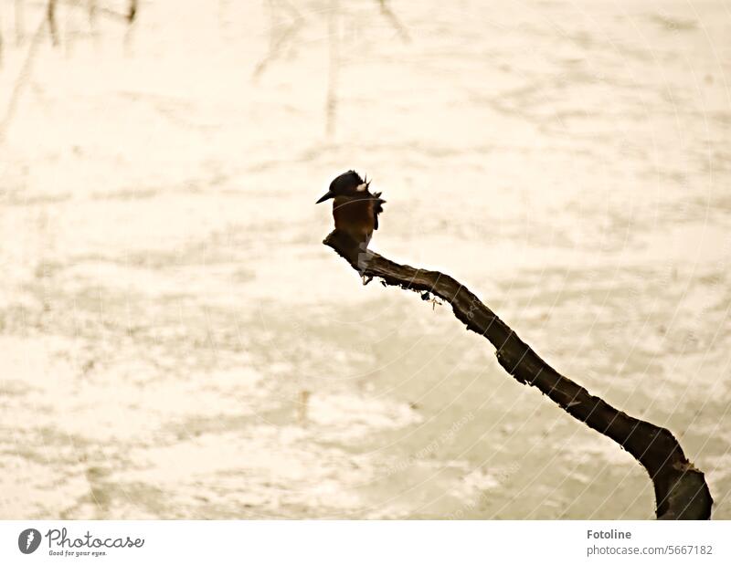 Ein kleiner Eisvogel sitzt am Wasser auf einem Ast. Sein Gefieder wird vom Wind durchgepustet. Durch das Morgenlicht ist schön seine Silhouette zu sehen. Vogel