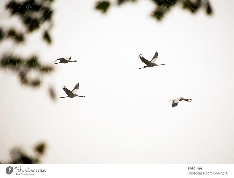 Kraniche fliegen elegant am Himmel entlang. Vogel Zugvogel Zugvögel Vögel Wildtier Herbst Freiheit frei Außenaufnahme Schwarm Tier Vogelschwarm Tiergruppe