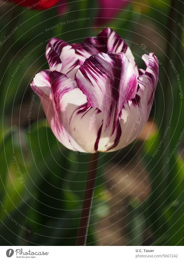 Zweifarbige Tulpe dunkelrot weiß zweifarbig hintergrundbeleuchtet Gegenlicht Blume Blüte
