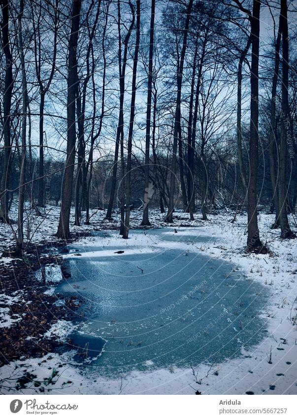 Zugefrorene Waldpfütze Wasser Eis Winter Pfütze kalt Frost Schnee weiß See frieren Bäume Baum Idylle Wintertag Winterstimmung Landschaft