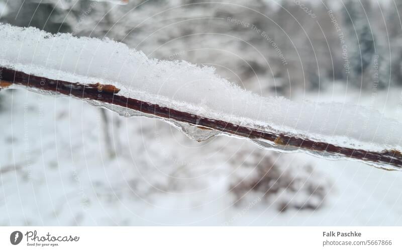 Eisige Pflanze, Winter in der Natur Großaufnahme Detailaufnahme cool niemand abschließen Botanik Temperatur Umwelt Kristalle Schnee Flora Wetter Garten Wald