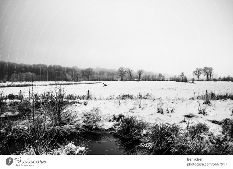 winterliebe Schwarzweißfoto Schneefall Natur Feld kalt Winterlandschaft Bäume Frost Landschaft Kälte frieren Jahreszeiten Wetter stille Idylle gefroren