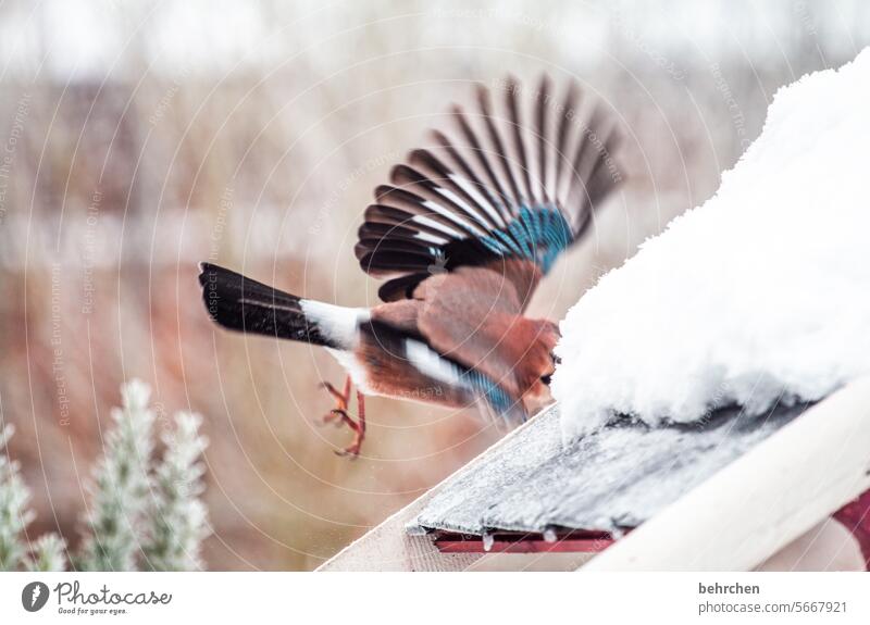 abflug Vogelhaus Winterzeit Winterstille winterlich Wintertag Winterstimmung Schneefall kalt besonders Tierschutz Tierwelt Ornithologie Wildtier Tierporträt