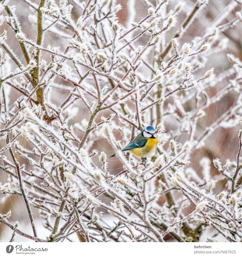 in schnee gebettet Federn Flügel Außenaufnahme Tier hübsch niedlich Farbfoto Natur Wildtier Tierschutz Tierporträt Vogel Tierliebe Garten Jahreszeiten Meise
