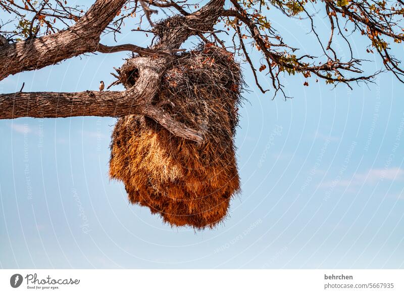 mehrgenerationenhaus siedelweber Wildtier Tierliebe Tierschutz Nestbau webervogel fantastisch außergewöhnlich Vögel wild Afrika Namibia besonders Wildnis Himmel