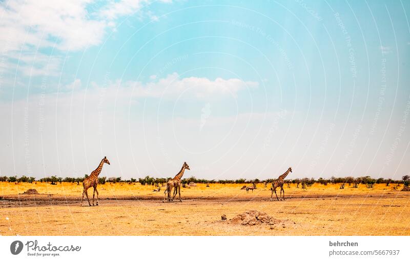 dreier weite Wolken Himmel Dürre Trockenheit heiß Hitze Menschenleer Tourismus Ausflug Tierschutz Tierliebe Wildtier fantastisch Wildnis Giraffe außergewöhnlich
