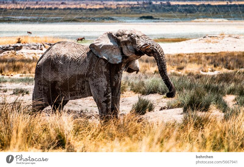 r wie … | riesenrüssel Tierporträt Tierschutz besonders Tierliebe Wasserloch Landschaft Natur Gras beeindruckend Freiheit Afrika weite Ferne Fernweh reisen