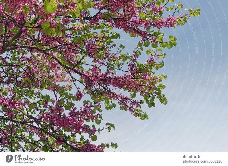 Gewöhnlicher Flieder Syringa vulgaris blühende Pflanzenzweige mit rosa Blüten im Frühjahr Fliederbusch syringa Blumen Niederlassungen Frühling Natur Blütezeit