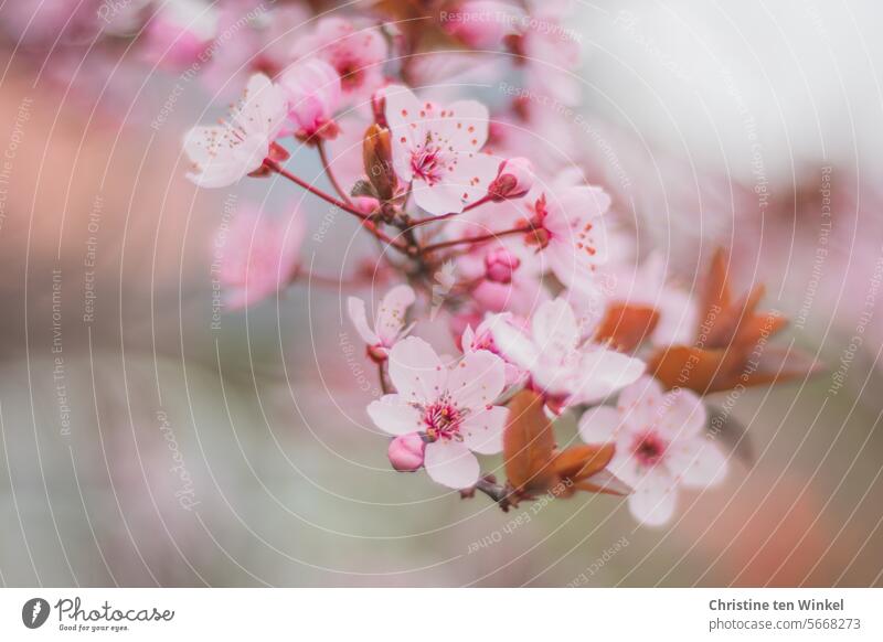 rosa Blüten im Frühling Frühlingsgefühle Zweig Gefühle Glück Fröhlichkeit Leichtigkeit Blutpflaume Prunus cerasifera Baum natürlich außergewöhnlich ästhetisch