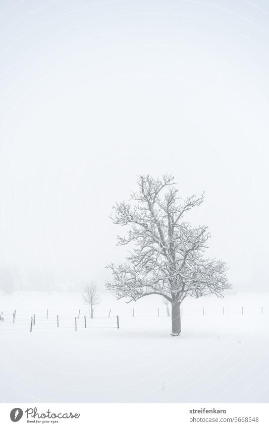 Winternebelbaum Baum Schnee Nebel weiß Feld Zaun kalt Landschaft Natur Außenaufnahme Menschenleer Eis Gedeckte Farben Frost Schneelandschaft Pflanze grau