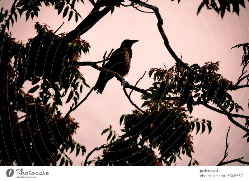 Es sitzt ein Vogel auf dem Ast Silhouette Natur Tiefenschärfe Gegenlicht Blätter Strukturen & Formen Schatten Kontrast Wolkenloser Himmel Vogelbeobachtung Fauna