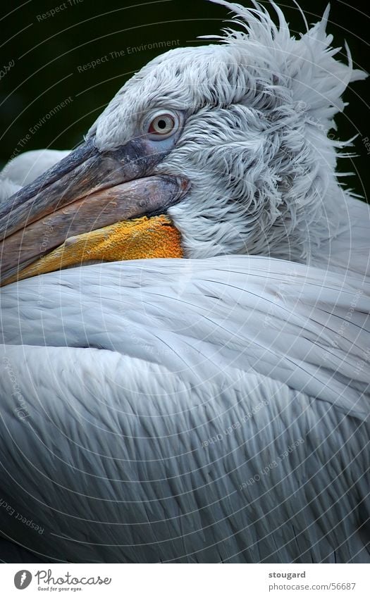 Pelican Florida Zoo animal bird dockside fishing ocean pelican sea seacoast vacation