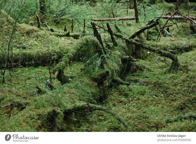 Alaska / uriger Baumstamm im Wald von Bartlett Cove überwachsen bemoost naturbelassen grün natürlich alt Lebensgrundlage Natur Wachstum Werden und Vergehen