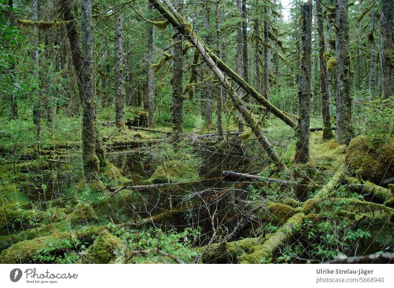 Alaska / uriger Wald von Bartlett Cove Baumstamm überwachsen bemoost naturbelassen grün natürlich alt Lebensgrundlage Natur Wachstum Werden und Vergehen