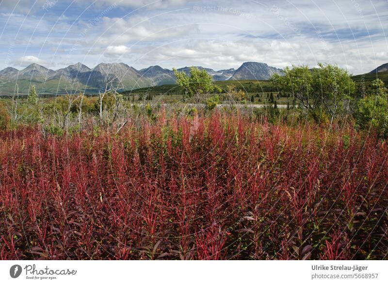 Alaska | rot flammendes Weidenröschen vor Berglandschaft Herbst Berge Berglanschaft Ferne Weite Himmel Schönwetterwolken friedlich lautlos Erholung still