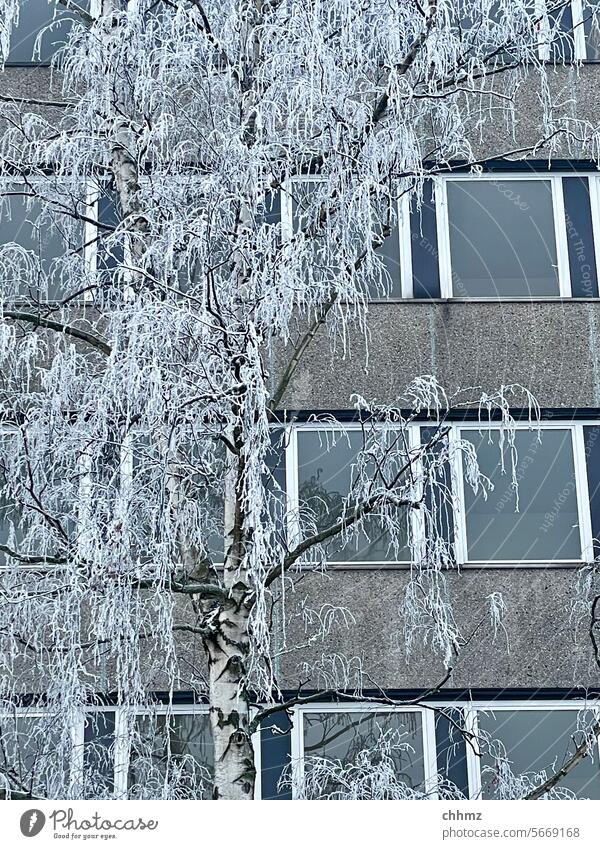 Eisigkalt Baum Winter eisig Hochhaus Fassade Außenaufnahme weiß Frost Schnee gefroren frostig Winterstimmung Wintertag Kälte frieren winterlich Eiskristall