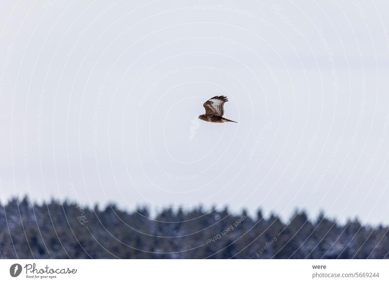 Mäusebussard auf einem verschneiten Feld im Winter Tier buteo Jäger Tiermotive Greifvogel einen Schneemann bauen Bussard kalt allgemein Falknerei Liebhaberei