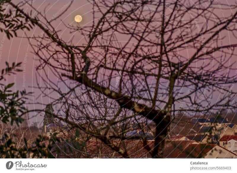 Der Vollmond geht unter Himmel Mond Himmelskörper & Weltall Luna Astronomie Pflanze Baum Winter Dorf Häuser Gebäude Dächer Äste kahl Tag Tageslicht Morgen