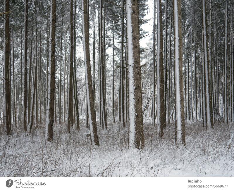 Fichtenwald leicht mit Schnee bedeckt winter schnee fichten angezuckert natur dezember auschnitt neuschnee bayern gras filigran fichtenwald bäume kalt