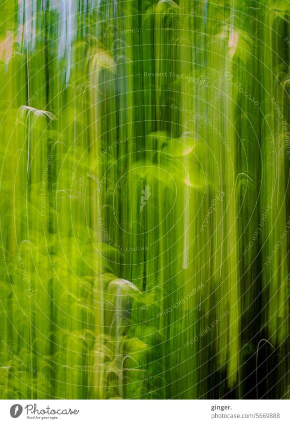 Grünes Wuschiwusch - Langzeitbelichtung grün gelb verwischt Unschärfe Natur Tageslicht natürliches Licht anders Pflanzen hellgrün langgezogen abstrakt bewegt