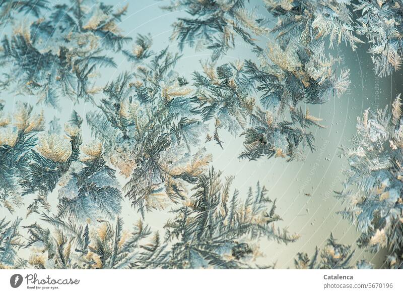 Eisblumen auf der Fensterscheibe Jahreszeit Winter winterlich Kälte Winterstimmung Frost Eiskristalle frostig schön gefroren Natur Struktur Blau Tag Tageslicht