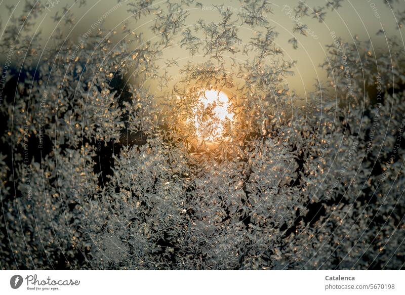 Die Sonne geht auf an einem eiskalten Morgen Tageslicht Struktur Natur gefroren schön frostig Eiskristalle Frost Winterstimmung Kälte winterlich Jahreszeit