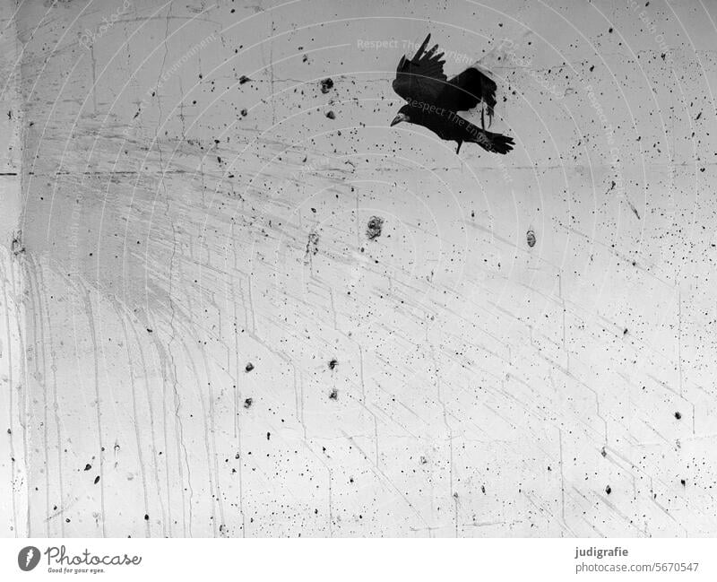 Papierkrähe an Betonwand Krähe Vogel Rabenvögel schwarz Zeichnung gestaltung Wand Sichtbeton Fleck U-Bahnstation fliegen kaputt defekt ablösen ranzig