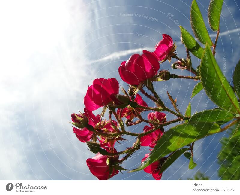 Blühender Rosenzweig und Himmel über Baden-Baden Blütenpflanze Liebe rot Garten Dornen Juli Gegenlicht Sommer Natur Romantik Duft Zweig Farbfoto Rosenblüte