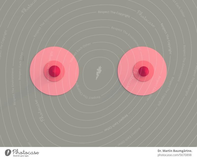 Symbolbild - Brüste, Mammae Brust weiblich Brustwarzen feminin Geschlechtsmerkmal