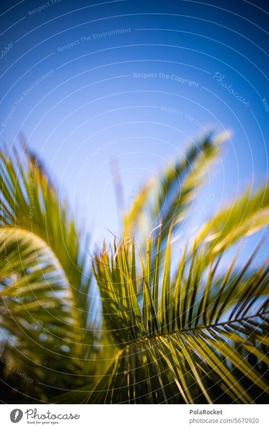 #A0# Palmengrün Palmenwedel Palmendach Palmenzweige Palmengarten Palmenblätter Palmenstrand Urlaub Urlaubsstimmung urlaubsfeeling Ferien & Urlaub & Reisen Natur