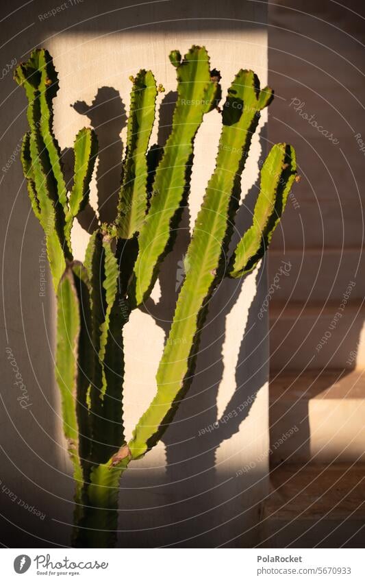 #A0# Kaktus-Schatten Kaktuspflanze Kaktusfeld mediterran Natur Pflanze Farbfoto grün Kakteen Sommer wüst Botanik Stachel Eifer Wasserknappheit